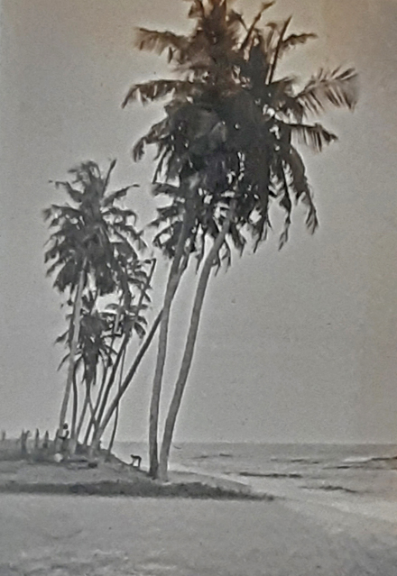 palmen aan de kust